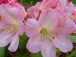 Rhododendron 'Patricia Day'